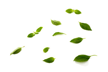 Sweet basil leaf plant