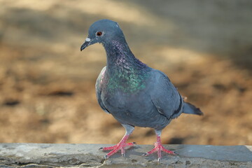 A pigeon bird stands on the wall