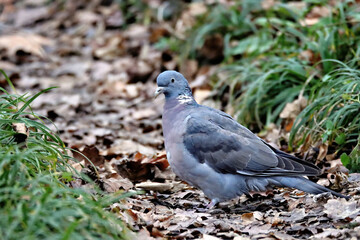 Wild Pidgeon