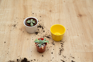 small flowers standing on wooden floor