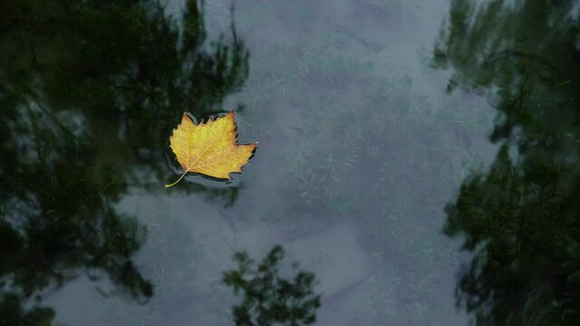 A yellow firmiana simplex leaf floating on the water