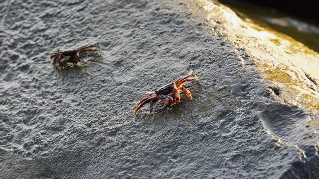 Two crabs enjoying delicious food in the morning sunlight at the seaside of Anzio, Italy