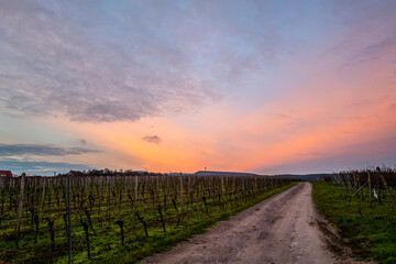 Fototapeta premium vineyard in the morning