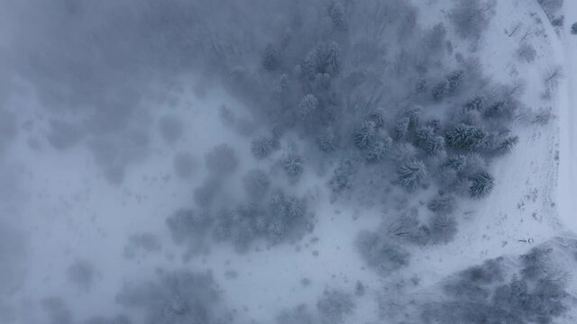 Drone flying  topshot over a frozen forest in the middle of the french alps