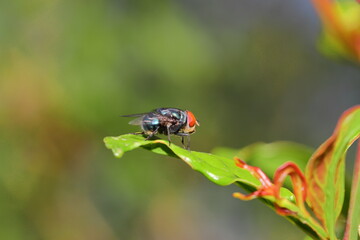A garden fly sitting on the raw leaf of a pomegranate tree