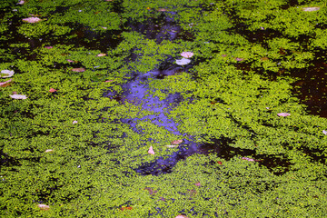 Top view of swamp water with green vegetation.
