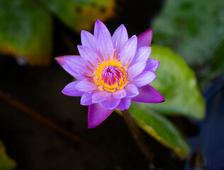close up of a waterlily