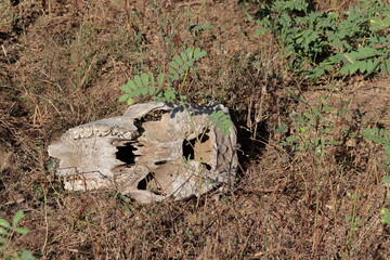 Skeleton of a dead cattle head lying in the forest