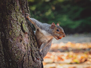 Eastern gray squirrel (Sciurus carolinensis) on a tree with hazelnut