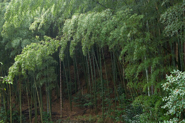 Fototapeta na wymiar 新緑が美しい竹林の風景