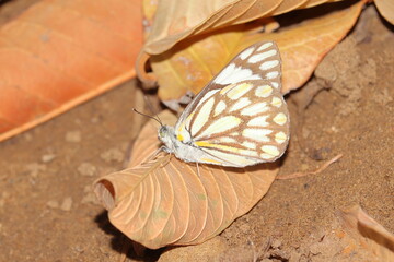 Fototapeta na wymiar A white butterfly resting on a dried guava leaf in the garden