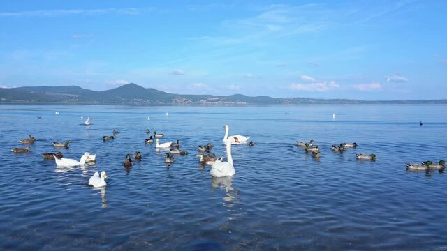 A flock of ducks and white swans playing on Lake Bracciano in Italy