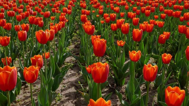 Beautiful blooming tulips in a garden; beautiful red flowers in spring