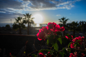 Fototapeta na wymiar red flowers accross blue sky and rising sun 