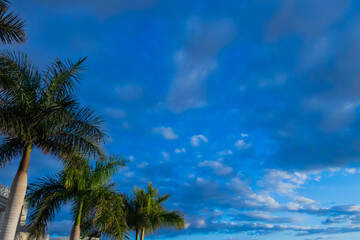 Fototapeta na wymiar blue bright sky with palm leaves 
