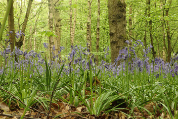 Ground level view of the flora on the forest floor
