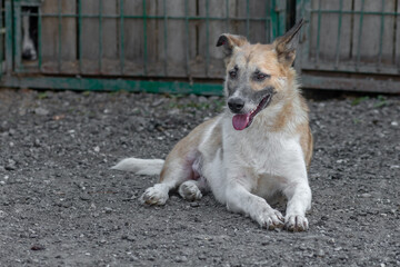 closeup portrait sad homeless abandoned colored brown dog outdoor