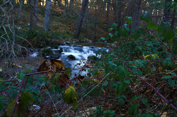 strumień górski las rośliny przyroda woda © Piotr
