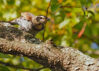 飛び立とうとするツグミ