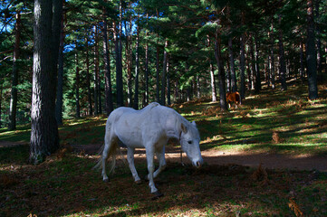 konie zwierzęta las drzewa góry  © Piotr
