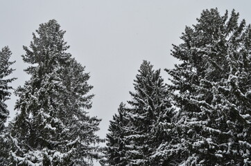 winter forest
