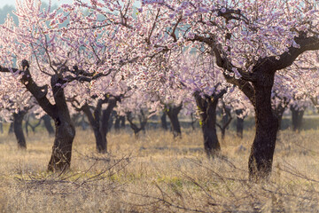 Floración en los campos de almendro cerca de la población de Torás, en la provincia de...
