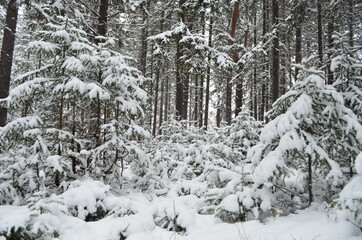 winter forest
