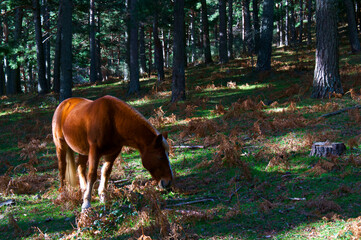 konie zwierzęta las drzewa góry 