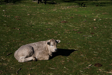 bydło rogate zwierze łąka trawa © Piotr