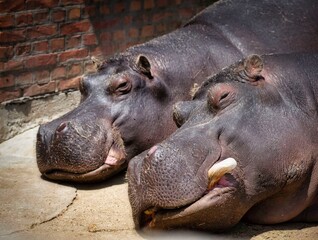 hippos in the zoo