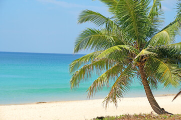 Nature scene Coconut tree on sand beach with seascape at shore of karon beach phuket Thailand.