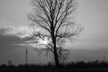 Silhouette of a bare tree branches, in the Lomellina countryside (rural area between Lombardy and Piedmont, Northern Italy) during early wintertime.