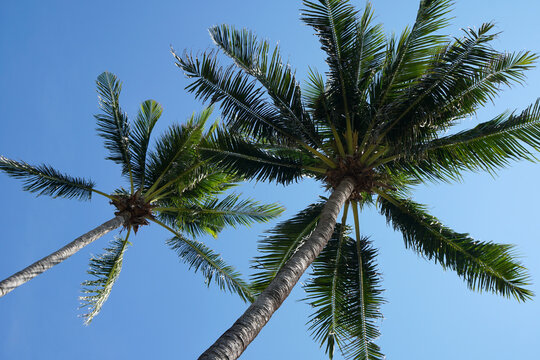 Nature scene uprisen angle of coconut tree with blue sky background at phuket Thailand - summer season © kittinit