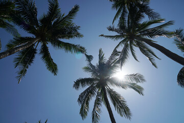 Nature scene uprisen angle of coconut tree with blue sky background at phuket Thailand - summer season                        