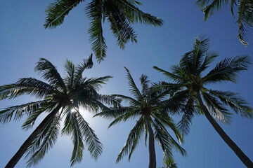 Nature scene uprisen angle of coconut tree with blue sky background at phuket Thailand - summer season                        