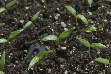 Young plant in the soil