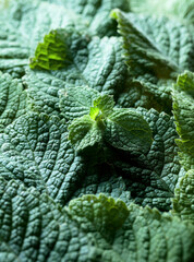 Mint leaves background.