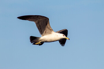Seagull flying in the sky