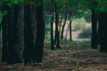 morning in the forest
