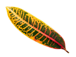 Codiaeum variegatum foliage, Croton leaves on branch isolated on white background with clipping path