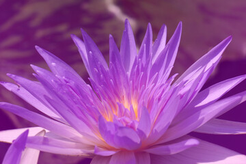 Close-ups Violet Purple Lotus flower or Nymphaea nouchali or Nymphaea stellata is a water lily - Purple nature Floral backdrop and beautiful detail concept                               