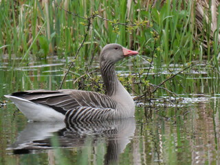 Gray Goose