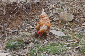 chicken in the grass