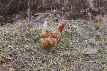 range chicken on the farm