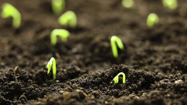 Growing plants in spring time lapse, sprouts germination newborn seeds in greenhouse, Agriculture and Food timelapse