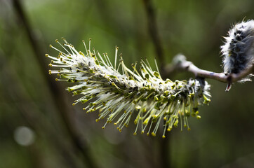 Catkins in a branch with pollen in the spring