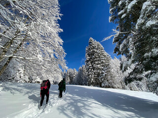 Hikers and walkers on the beautiful idyllic fresh snow of the Swiss Alps, Schwägalp mountain pass...