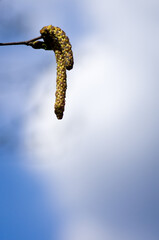 Birch catkins against blue sky with white clouds in spring
