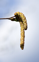 Birch catkins against blue sky with white clouds in spring