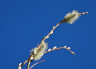 Catkins in a branch with pollen against blue sky in the spring © Jenni Hietanen